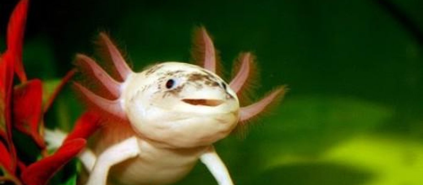 Axolotl: Το χαμογελαστό ψάρι με χέρια - Μη σας ξεγελά η εμφάνιση του (φωτό)